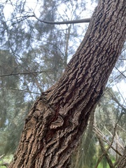 Allocasuarina littoralis