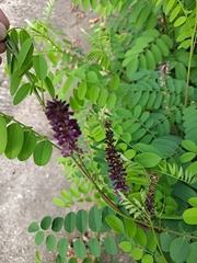 Amorpha fruticosa
