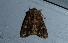 Ichneutica insignis