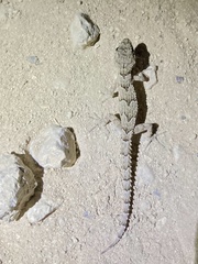 Mediodactylus orientalis