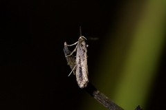 Atomotricha