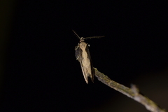 Atomotricha