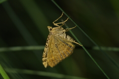 Xanthorhoe semifissata