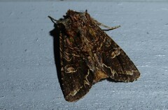 Ichneutica insignis