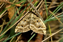 Xanthorhoe semifissata