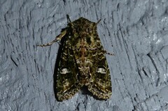 Ichneutica plena