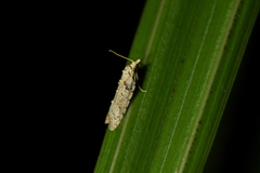Heterocrossa