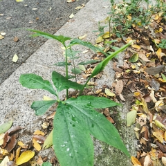 Pinellia pedatisecta