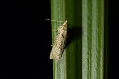 Heterocrossa
