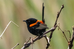 Malurus melanocephalus