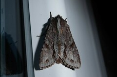 Ichneutica ustistriga