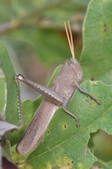 Schistocerca damnifica