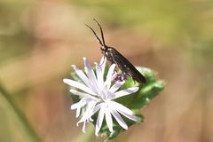 Coleophora mayrella