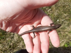 Oligosoma polychroma