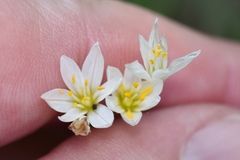 Nothoscordum