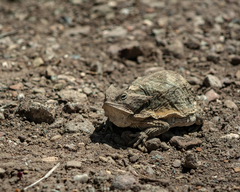 Phrynosoma taurus
