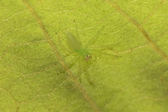 Lyssomanes viridis