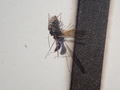 Hasarius adansoni