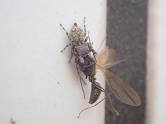Hasarius adansoni