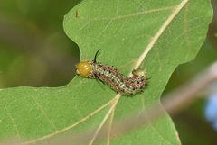 Anisota virginiensis