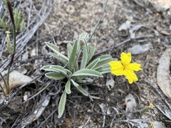 Goodenia willisiana