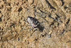 Cicindela ocellata