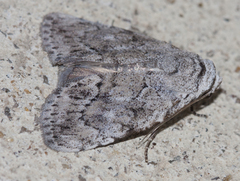 Barasa acronyctoides