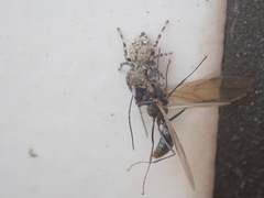 Hasarius adansoni