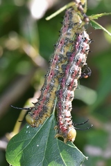 Anisota virginiensis