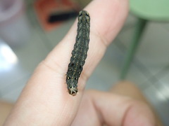 Spodoptera litura
