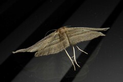 Epiphryne verriculata