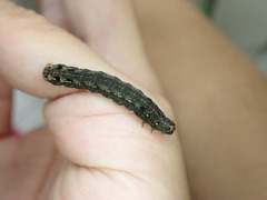 Spodoptera litura