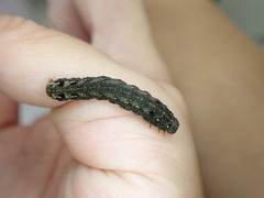 Spodoptera litura