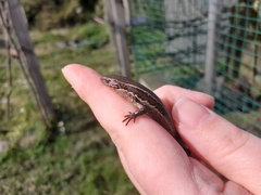 Oligosoma polychroma