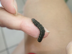 Spodoptera litura