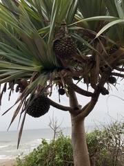 Pandanus