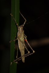Phricta spinosa