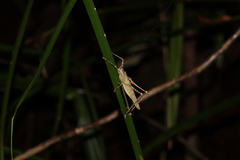 Phricta spinosa