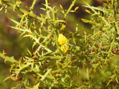 Ulex argenteus subsericeus