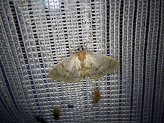 Syllepte fuscomarginalis