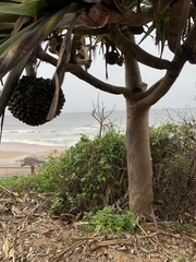 Pandanus