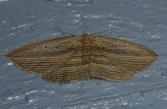 Epiphryne verriculata