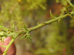 Ulex argenteus subsericeus
