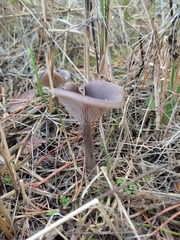 Pseudoclitocybe cyathiformis