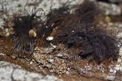 Stemonitis
