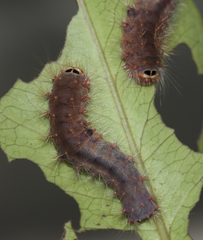 Barasa acronyctoides