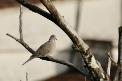 Streptopelia decaocto
