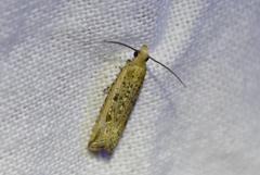 Bactra