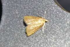 Aethiophysa