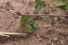 Polyrhachis schistacea